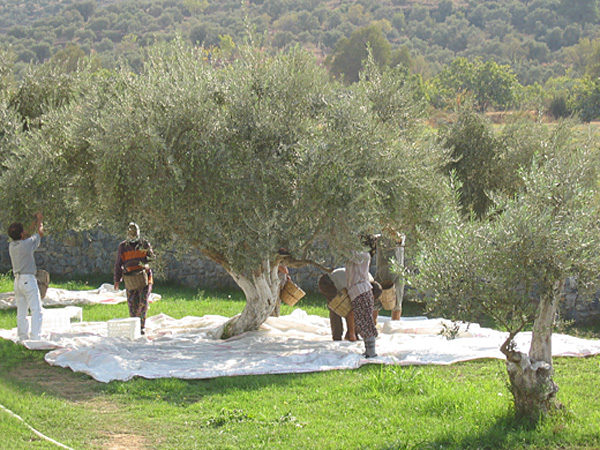 Olivenpflückerinnen und Pflücker bei der Arbeit