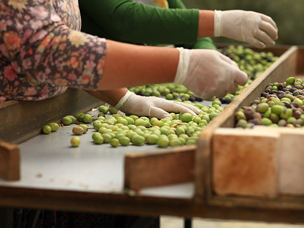 Aussortierung der Oliven